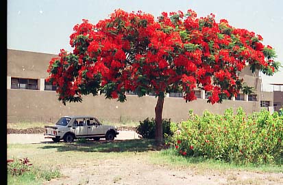 Delonix regia / Albero del Cairo